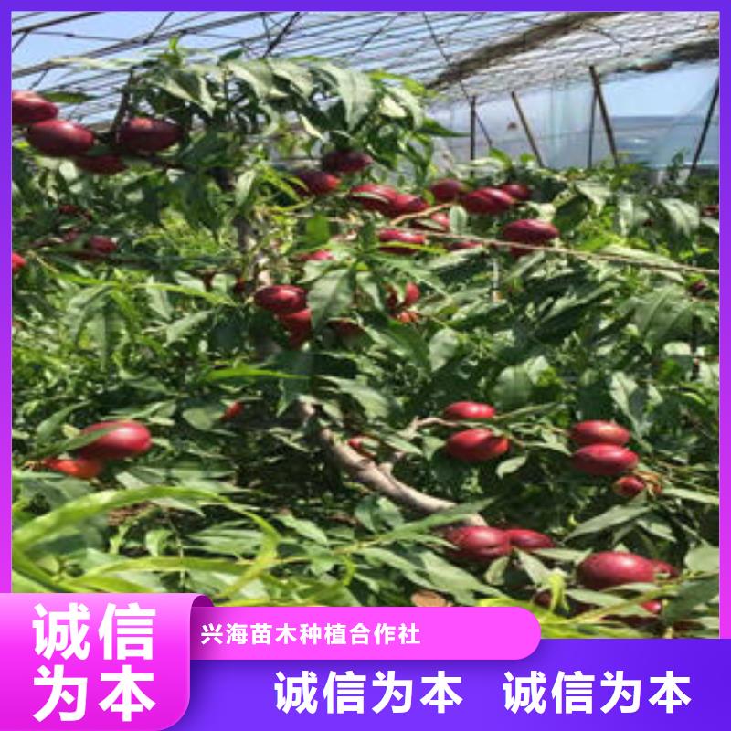 桃樹苗-花椒苗助您降低采購成本