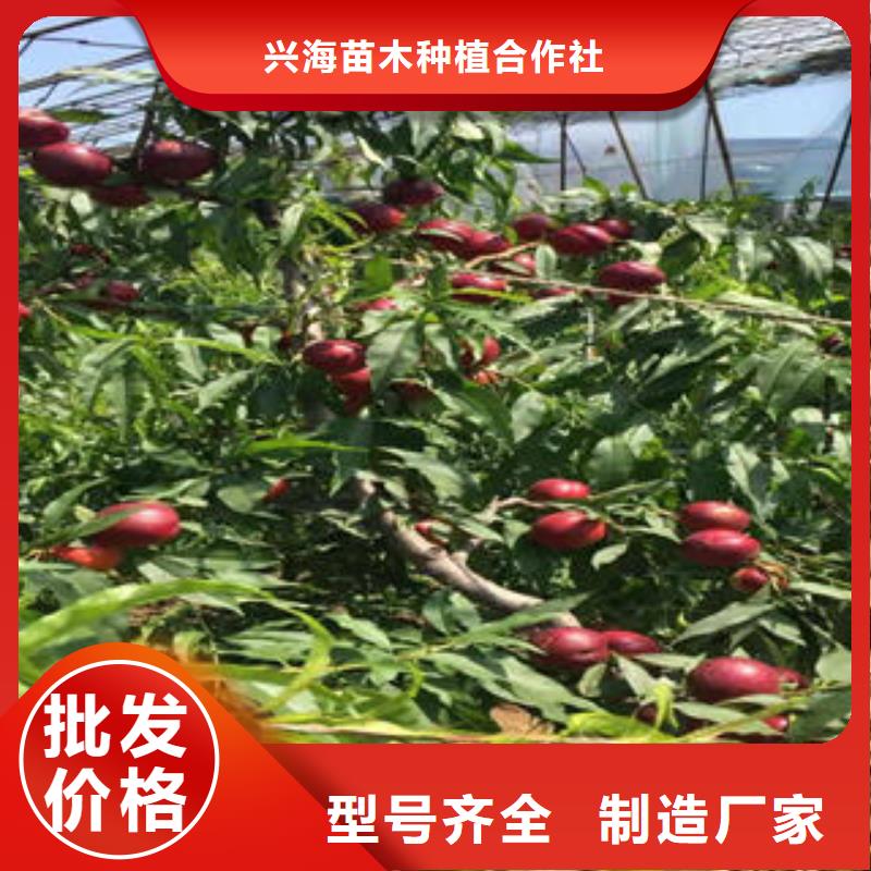 桃樹(shù)苗,藍(lán)莓苗源頭廠家來(lái)圖定制