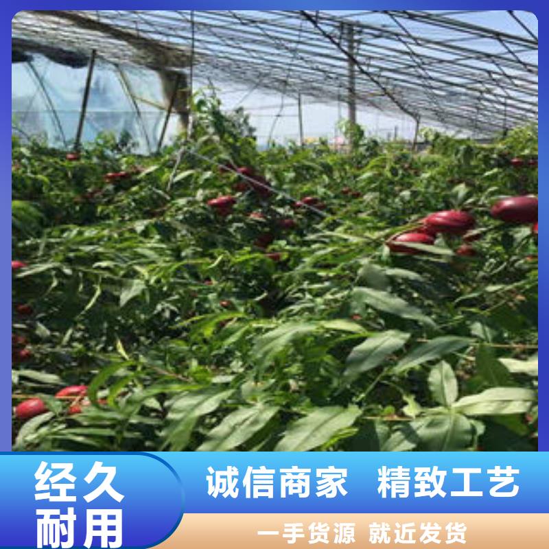 桃樹苗梨樹苗按需定做