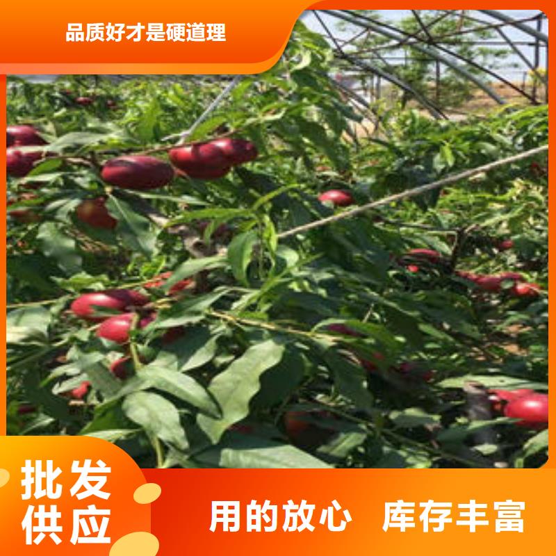 桃树苗花椒苗核心技术