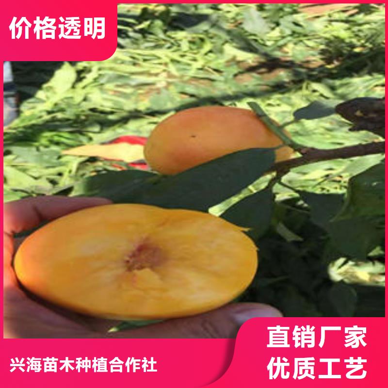 桃樹苗-花椒苗通過檢測