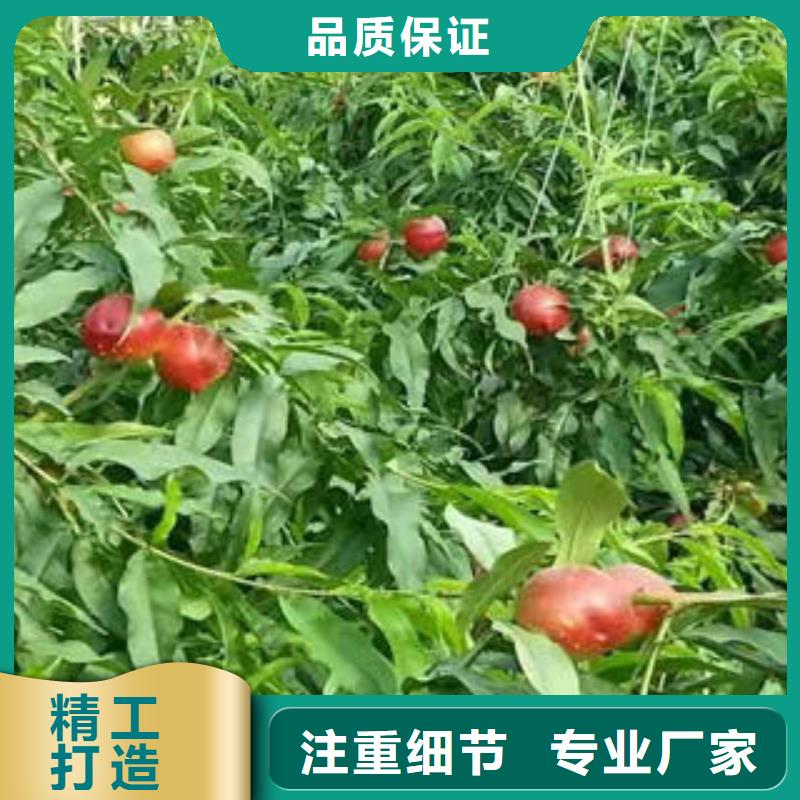 桃树苗-花椒苗通过检测
