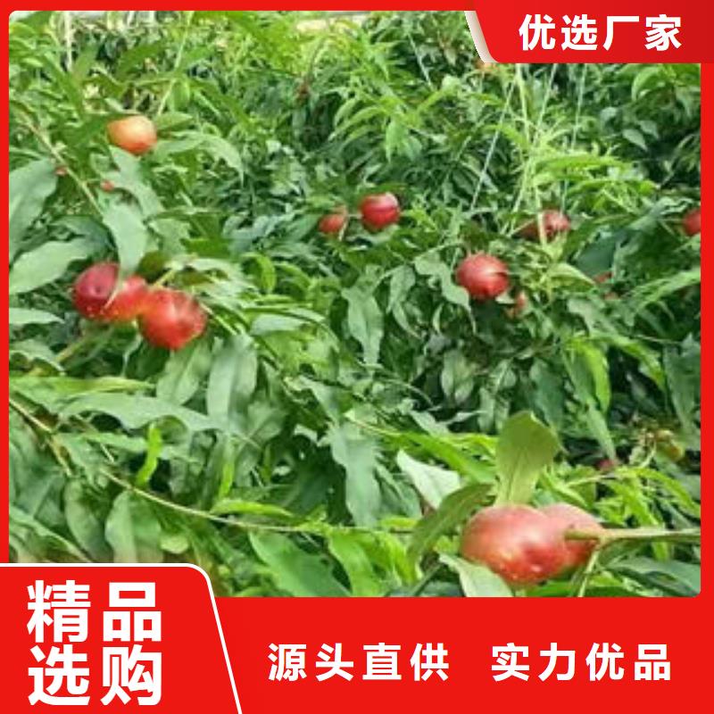 桃樹苗花椒苗閃電發(fā)貨