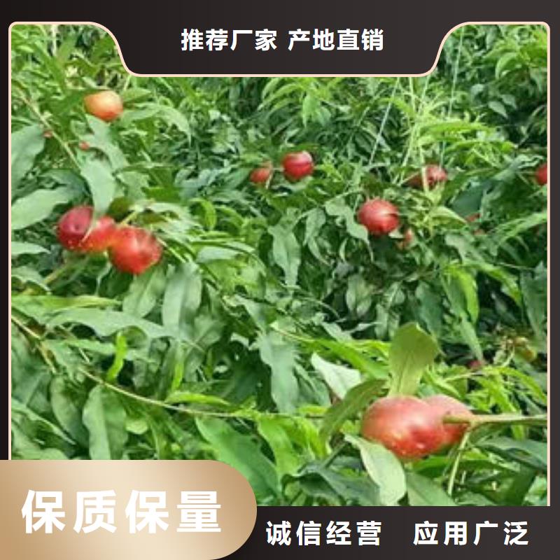 桃树苗-花椒苗通过检测