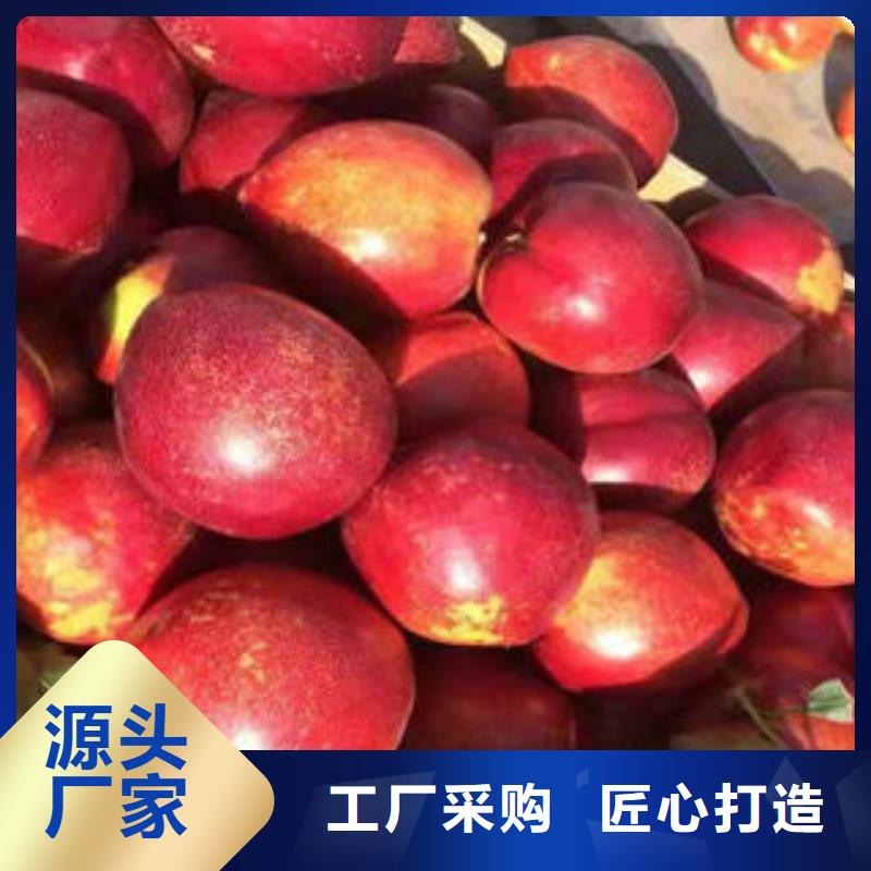 桃树苗核桃苗交货准时