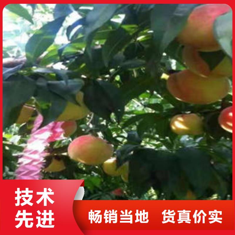 桃樹苗_花椒苗優(yōu)選原材