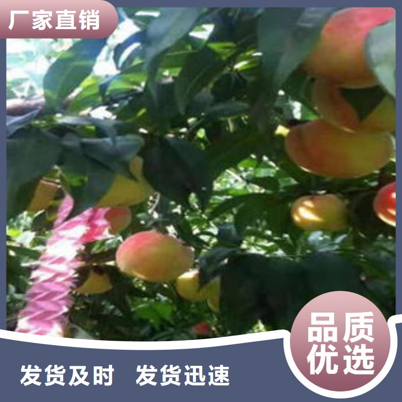 桃樹苗_梨樹苗廠家案例