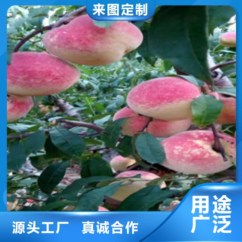 桃树苗核桃苗诚信厂家