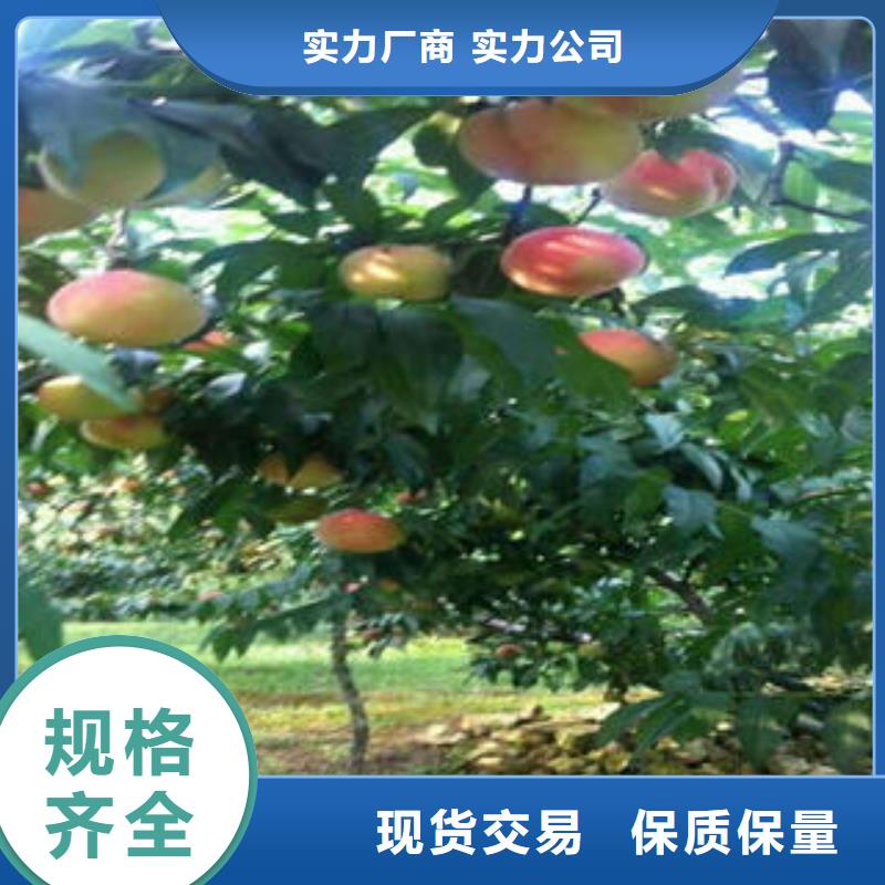桃樹苗花椒苗閃電發(fā)貨