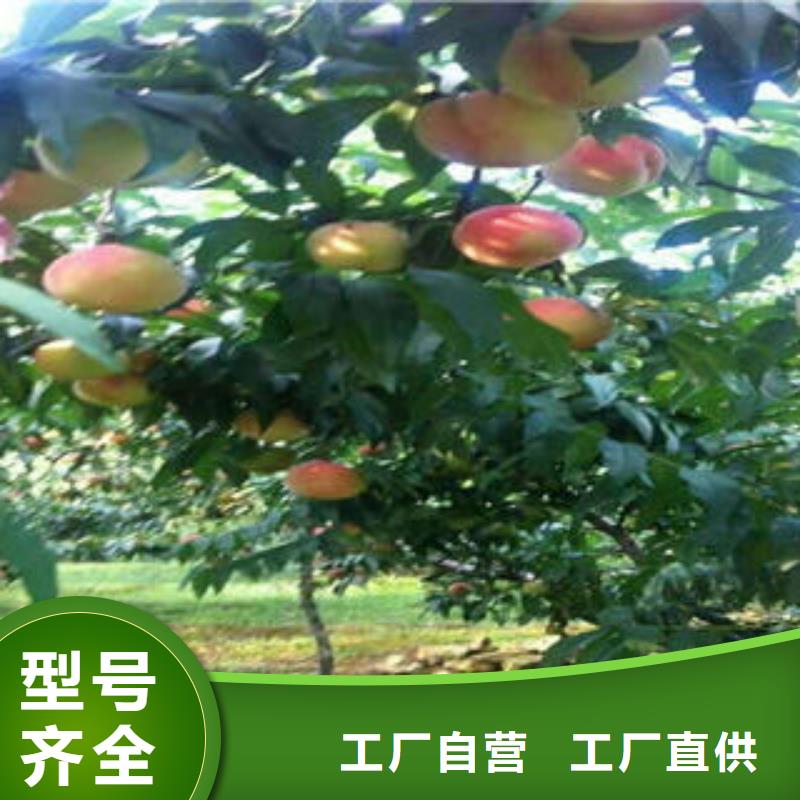 桃树苗核桃苗交货准时
