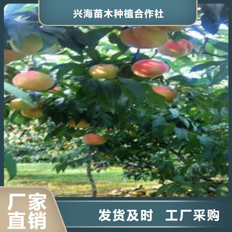 桃树苗-花椒苗通过检测