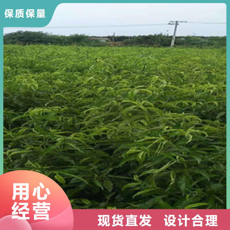 桃樹苗_花椒苗優(yōu)選原材