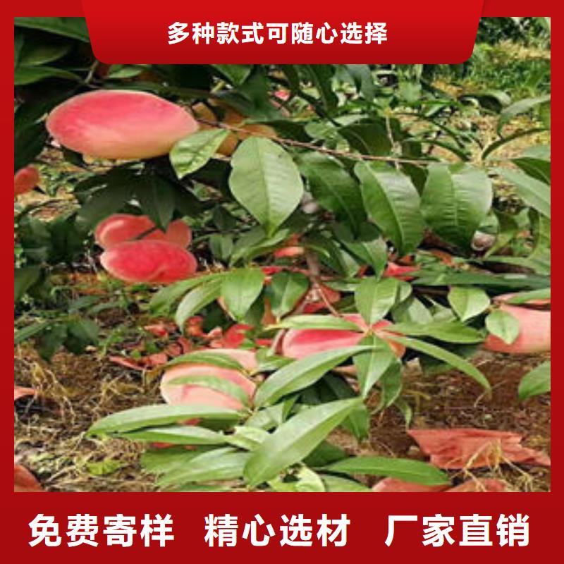 桃樹苗梨樹苗多種規(guī)格可選