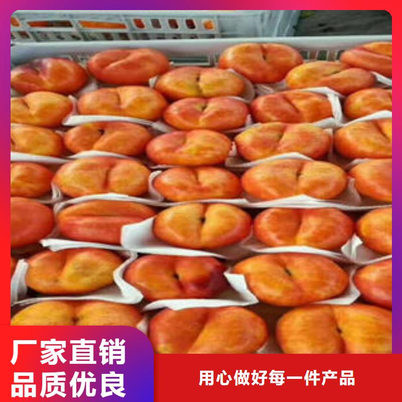 桃樹苗-花椒苗助您降低采購成本