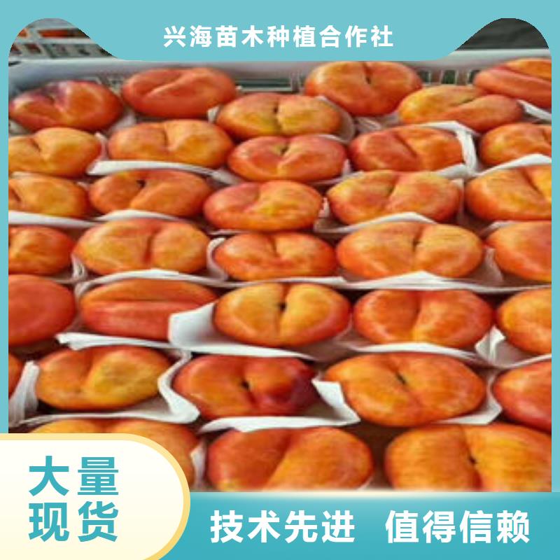 桃樹苗_梨樹苗廠家案例