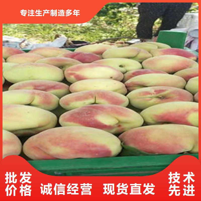 桃樹苗花椒苗閃電發(fā)貨