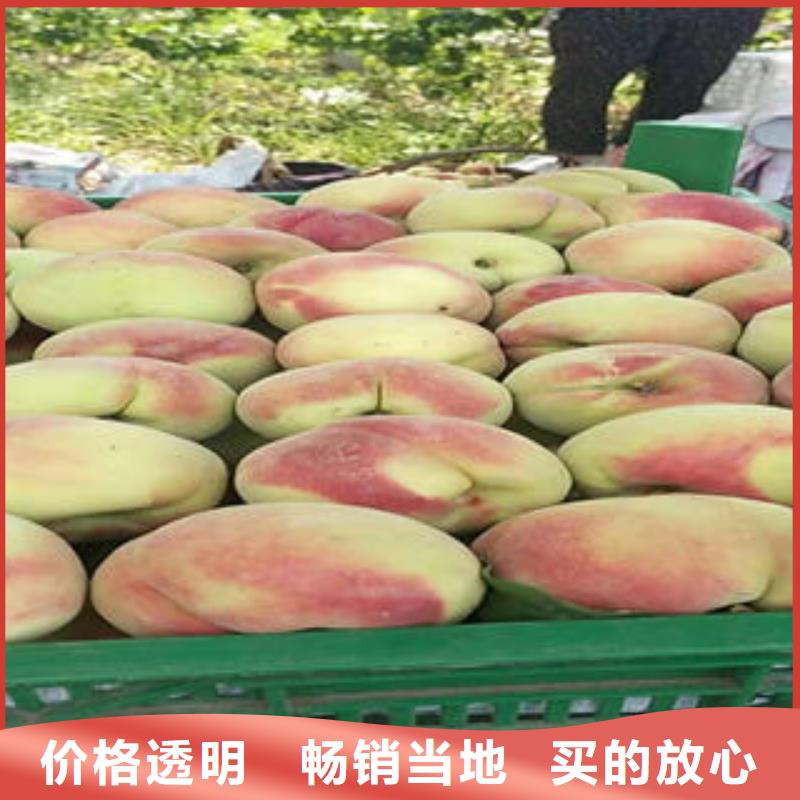桃樹苗_梨樹苗廠家案例