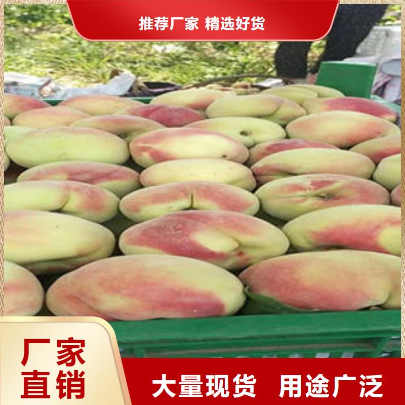 桃樹苗梨樹苗多種規(guī)格可選