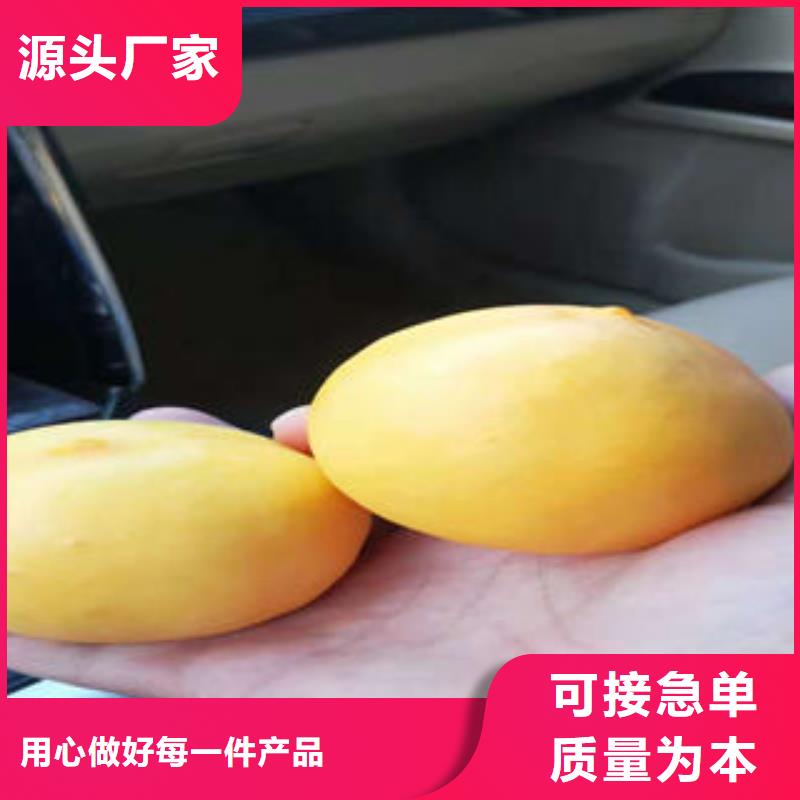 桃树苗核桃苗诚信厂家