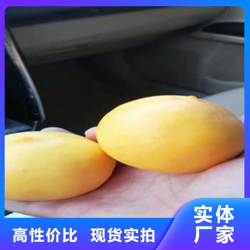 桃树苗_梨树苗厂家案例