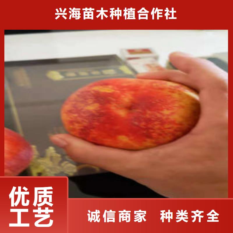 桃树苗_梨树苗厂家案例
