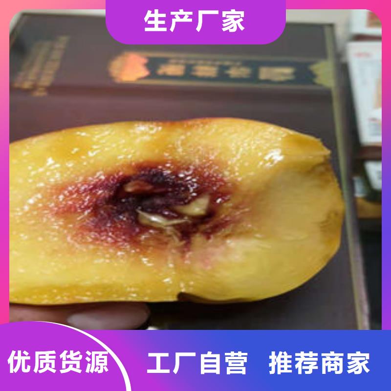 桃树苗_梨树苗厂家案例