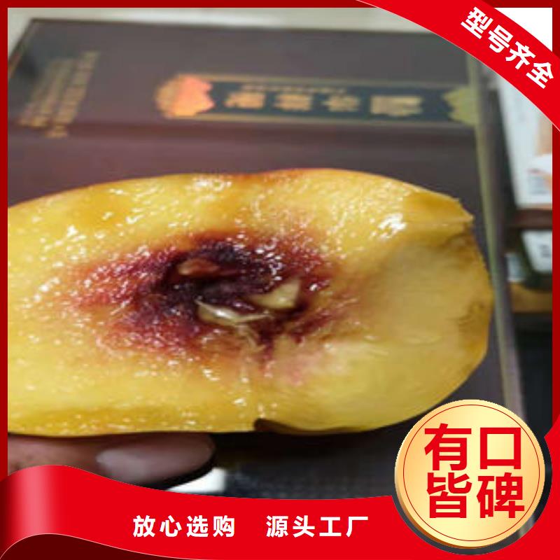 桃樹苗梨樹苗多種規(guī)格可選