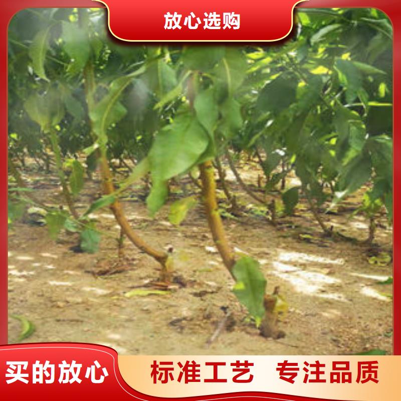 桃树苗_梨树苗厂家案例
