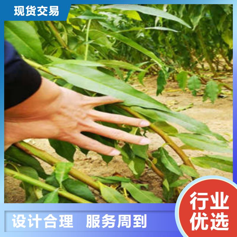 桃树苗核桃苗诚信厂家