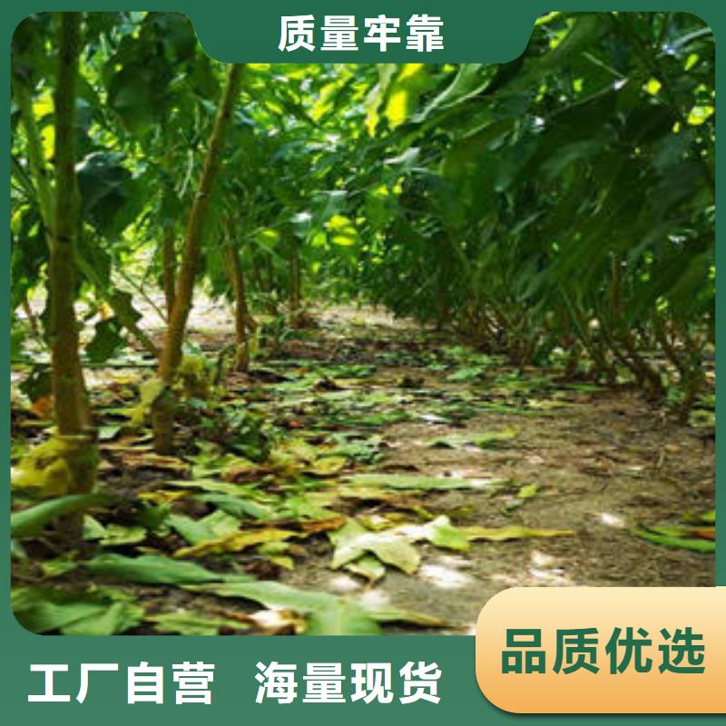 桃树苗-花椒苗通过检测