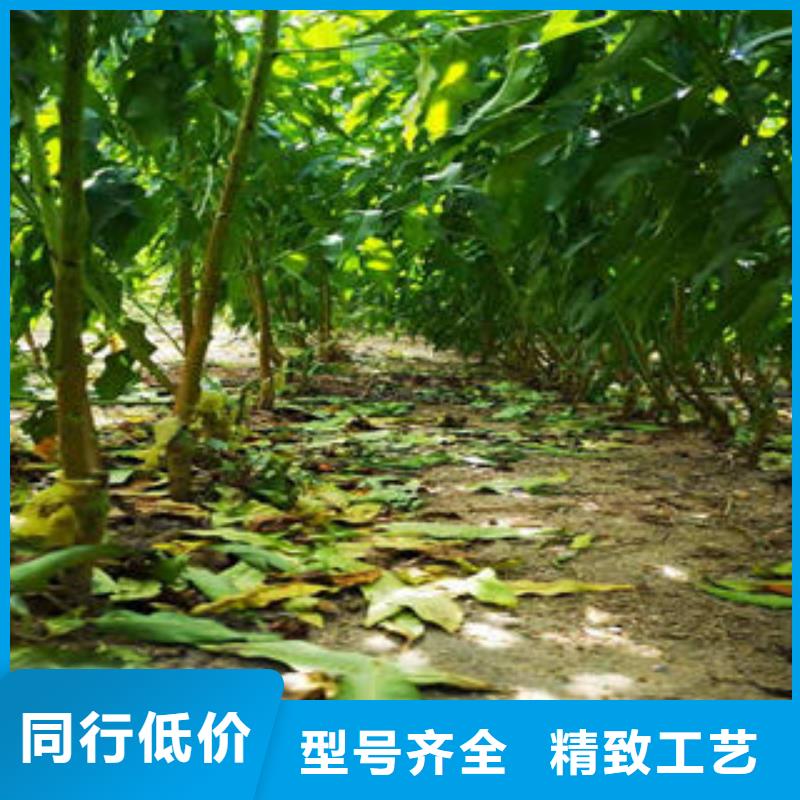 桃树苗_梨树苗厂家案例