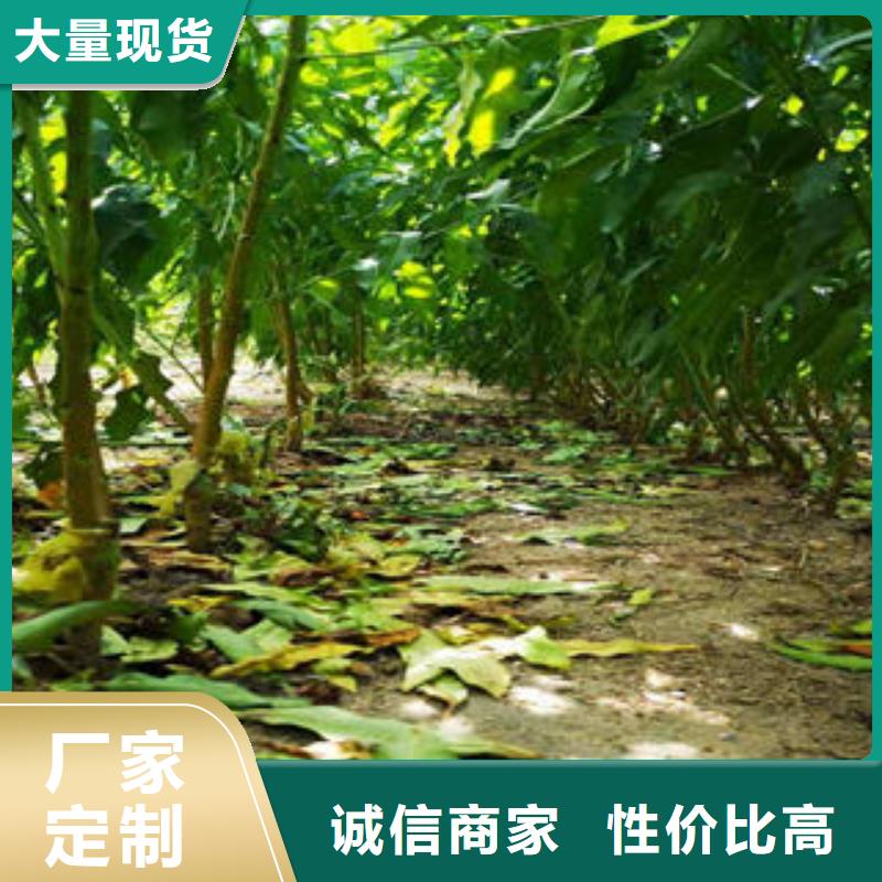 桃樹苗梨樹苗多種規(guī)格可選