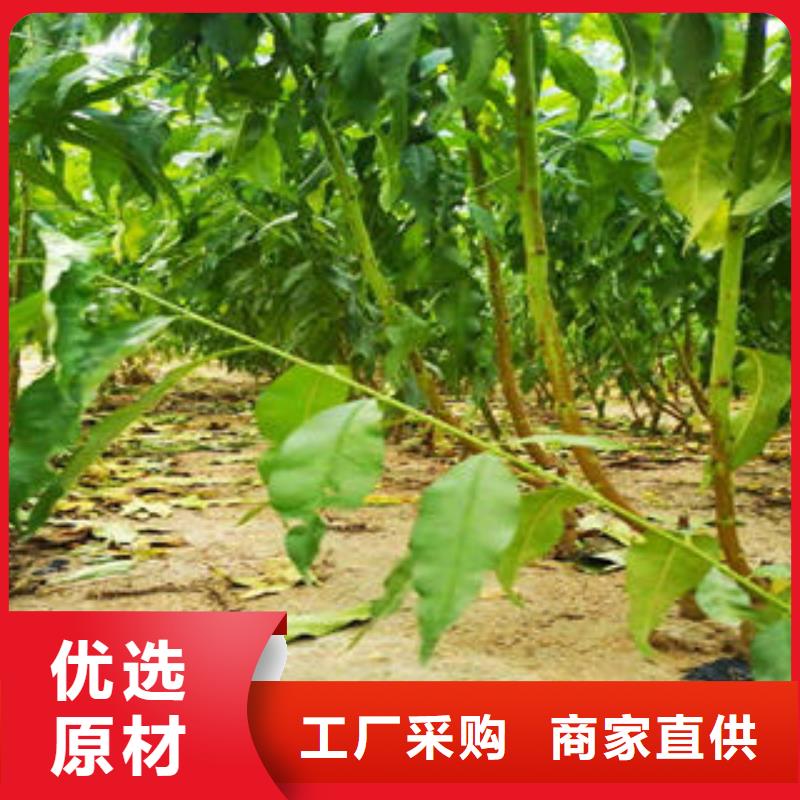 桃树苗_梨树苗厂家案例