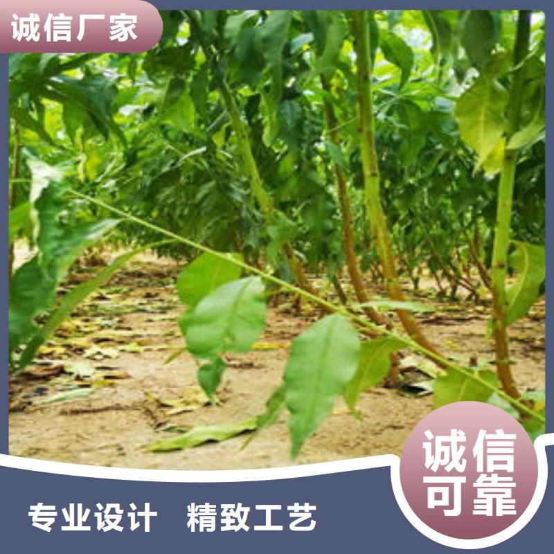 桃樹苗梨樹苗按需定做