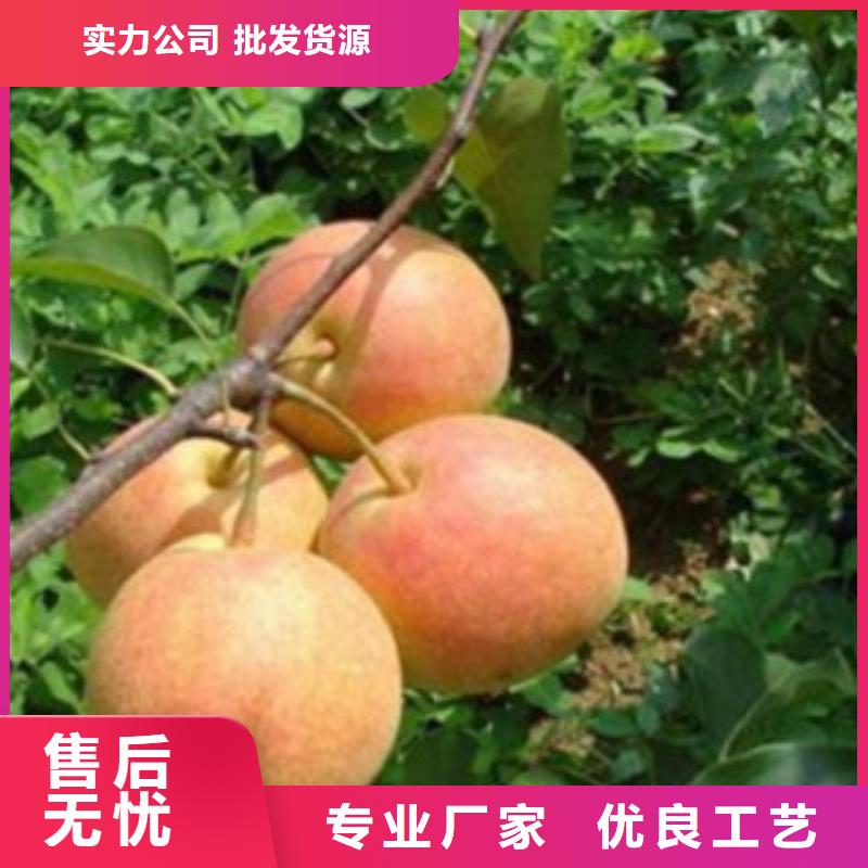 梨樹苗蘋果苗源頭直供