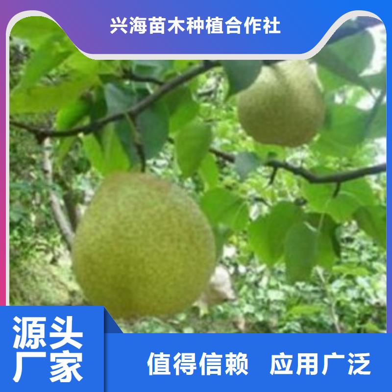 梨树苗多行业适用