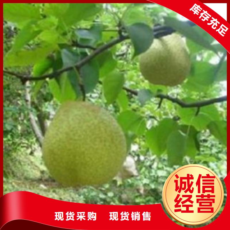 梨樹苗-藍(lán)莓苗細(xì)節(jié)展示