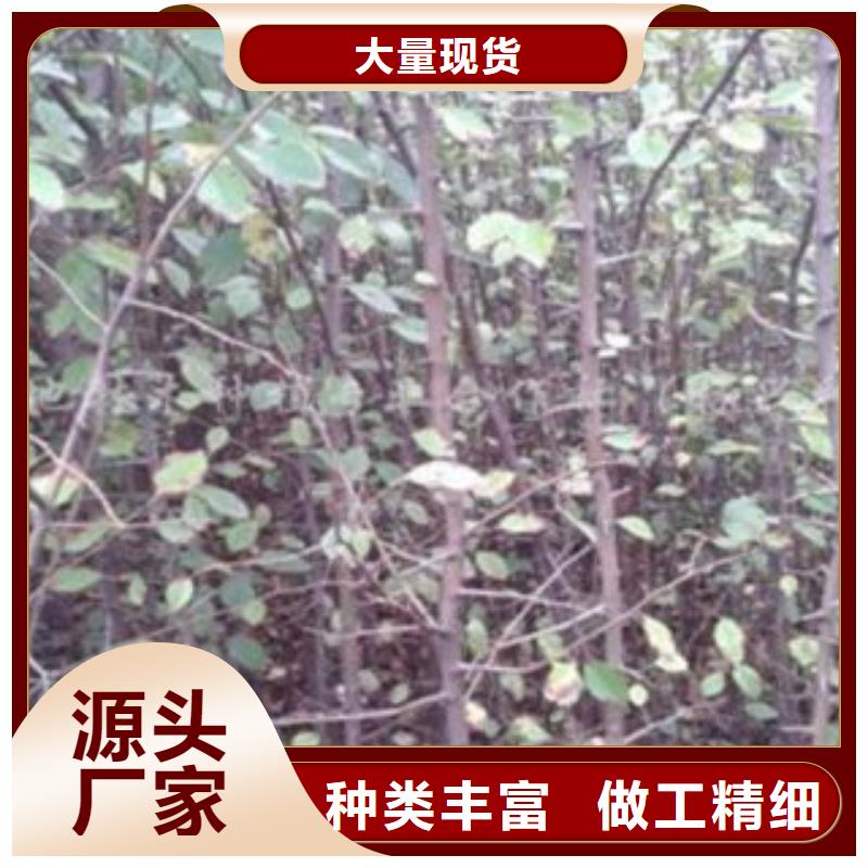梨樹苗核桃苗嚴(yán)選材質(zhì)