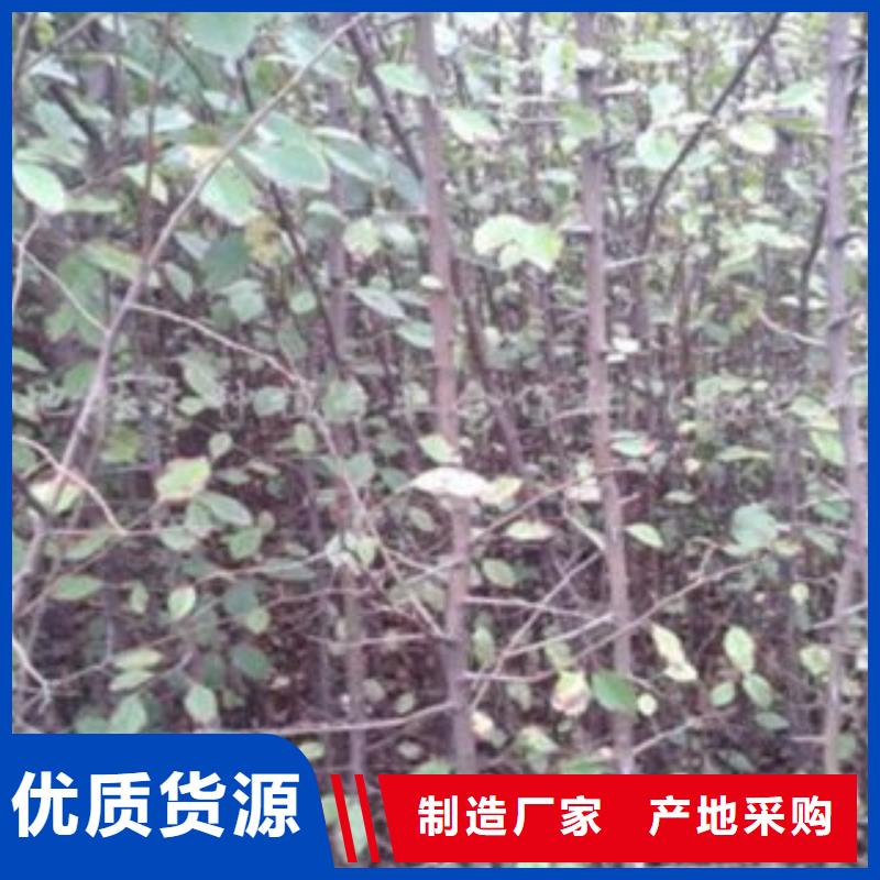 梨樹苗_藍(lán)莓苗24小時(shí)下單發(fā)貨