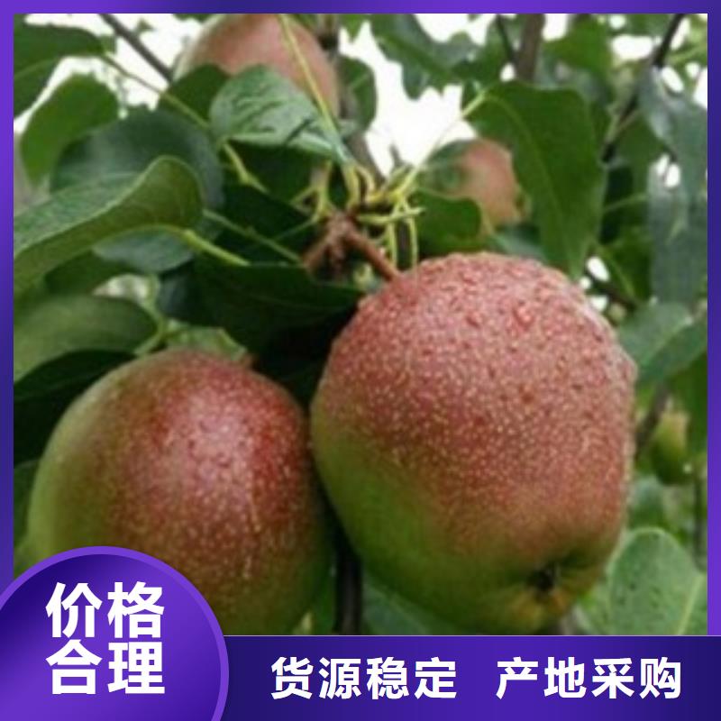 梨樹苗蘋果苗源頭直供