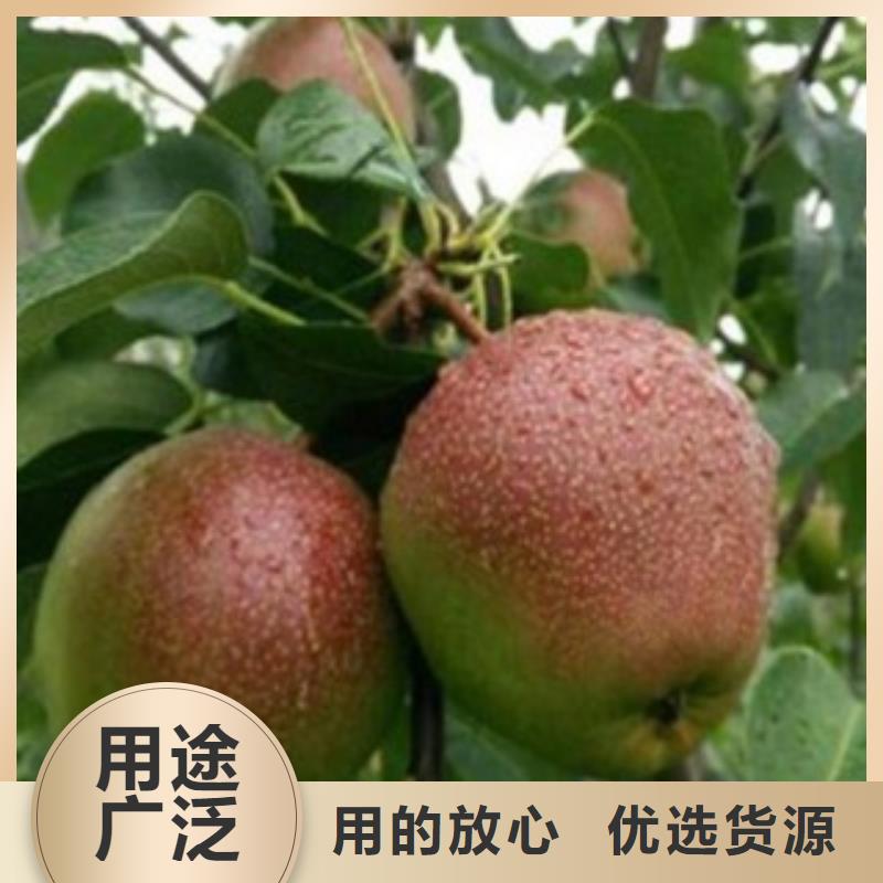 梨樹苗板栗苗細(xì)節(jié)決定成敗
