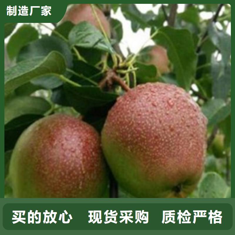 梨樹苗-藍(lán)莓苗細(xì)節(jié)展示