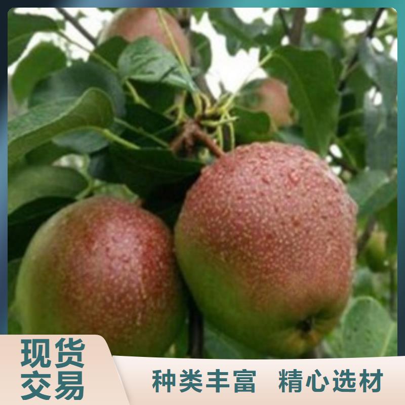 梨树苗板栗苗细节决定成败