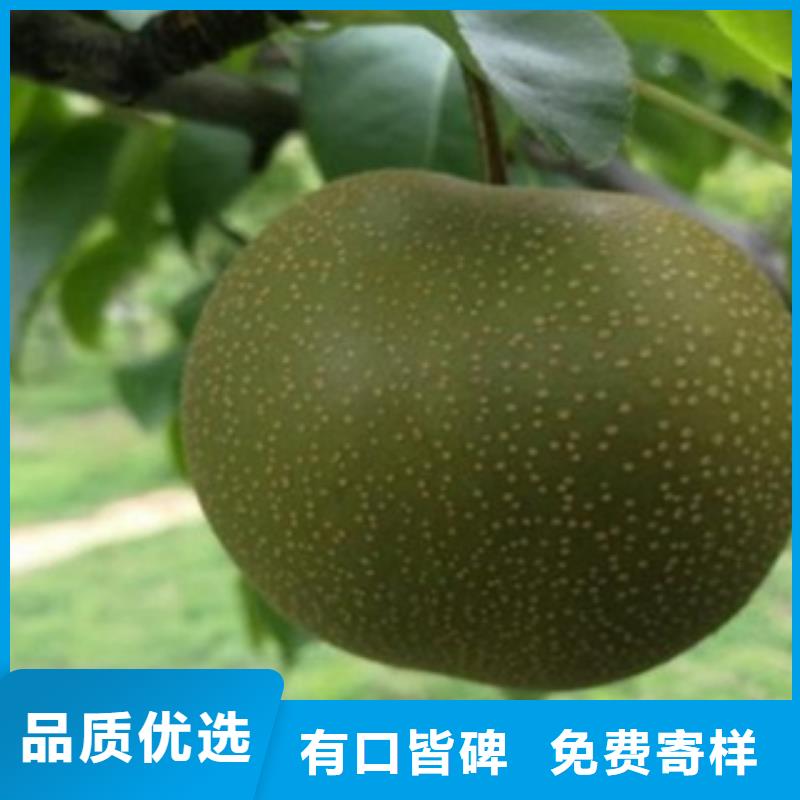 梨樹苗_藍莓苗廠家直銷供貨穩(wěn)定