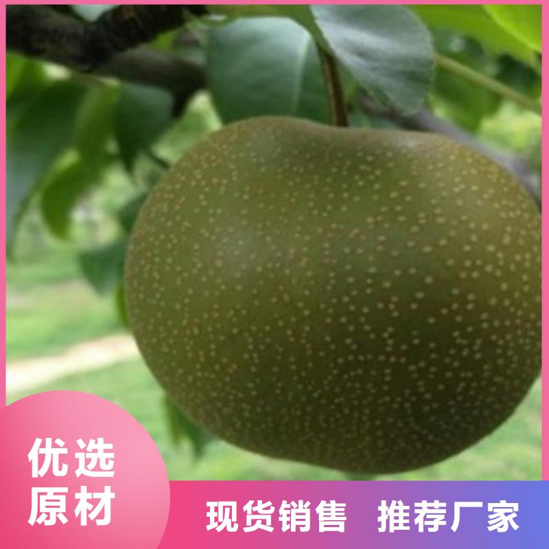 梨樹苗當(dāng)日價格