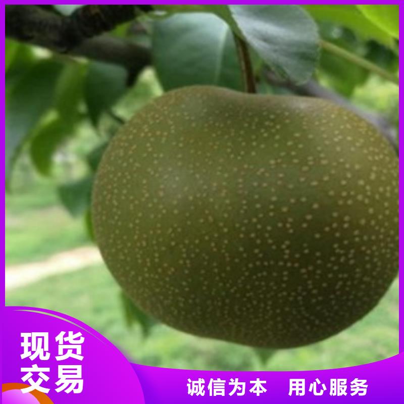 梨樹苗,板栗苗供貨及時