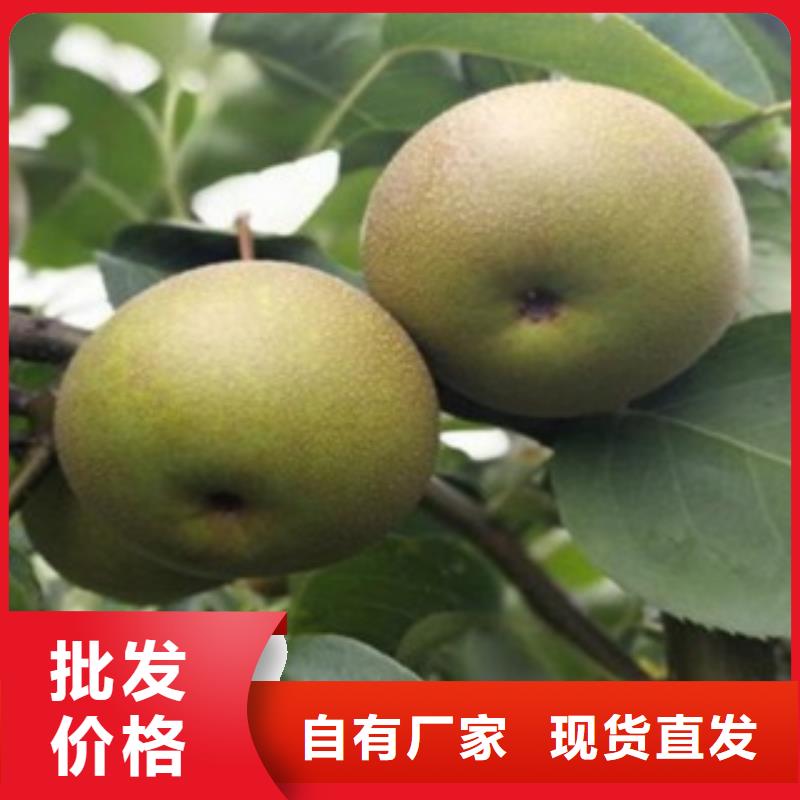 梨树苗_蓝莓苗厂家直销供货稳定