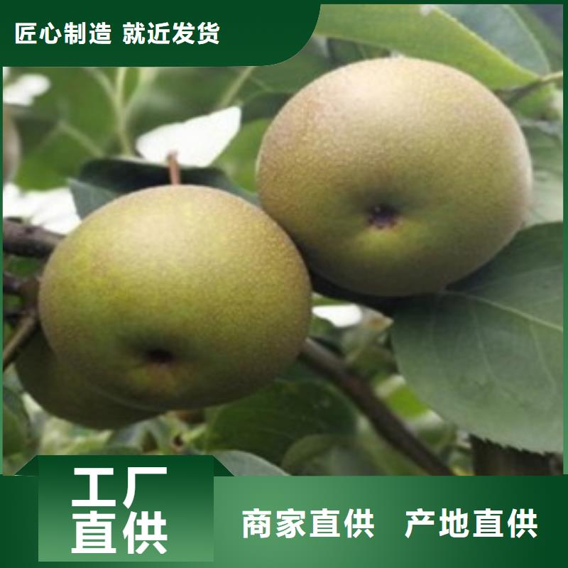 梨树苗核桃苗严选材质