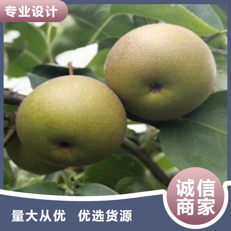 梨树苗_蓝莓苗厂家直销供货稳定