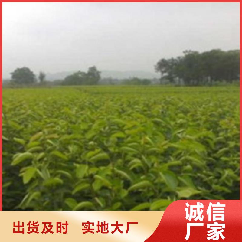 梨树苗板栗苗细节决定成败